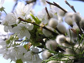Palmzweige und Kirschblüten